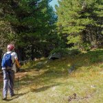 Nella cembreta verso pian del chiot